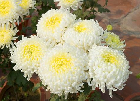 Chrysanthemum Flower